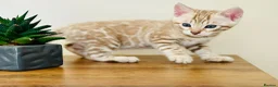 Bengal cats for sale: ⭐⭐⭐ Pedigree Bengal TICA registered Kittens ⭐⭐⭐ - Advert 19