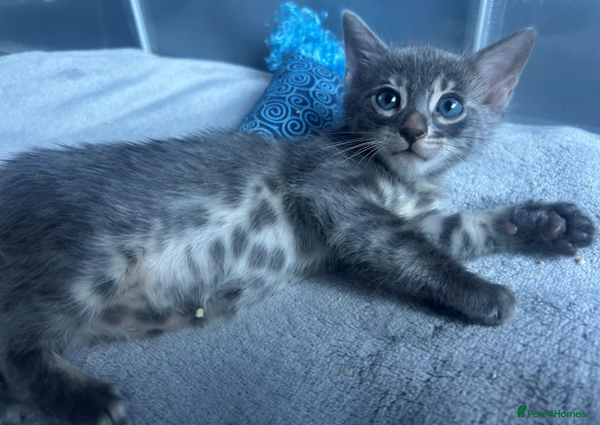 Bengal cats Female Blue & Black Smoke TICA Bengal kittens  - Advert 3