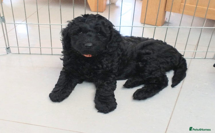 Mixed Breed dogs for sale - Advert 1