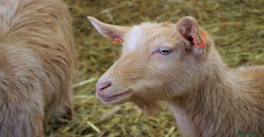 Goats livestock - Advert 16