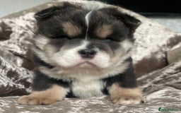 Chow Chow dogs for sale: 2 beautiful babies  - Image 10
