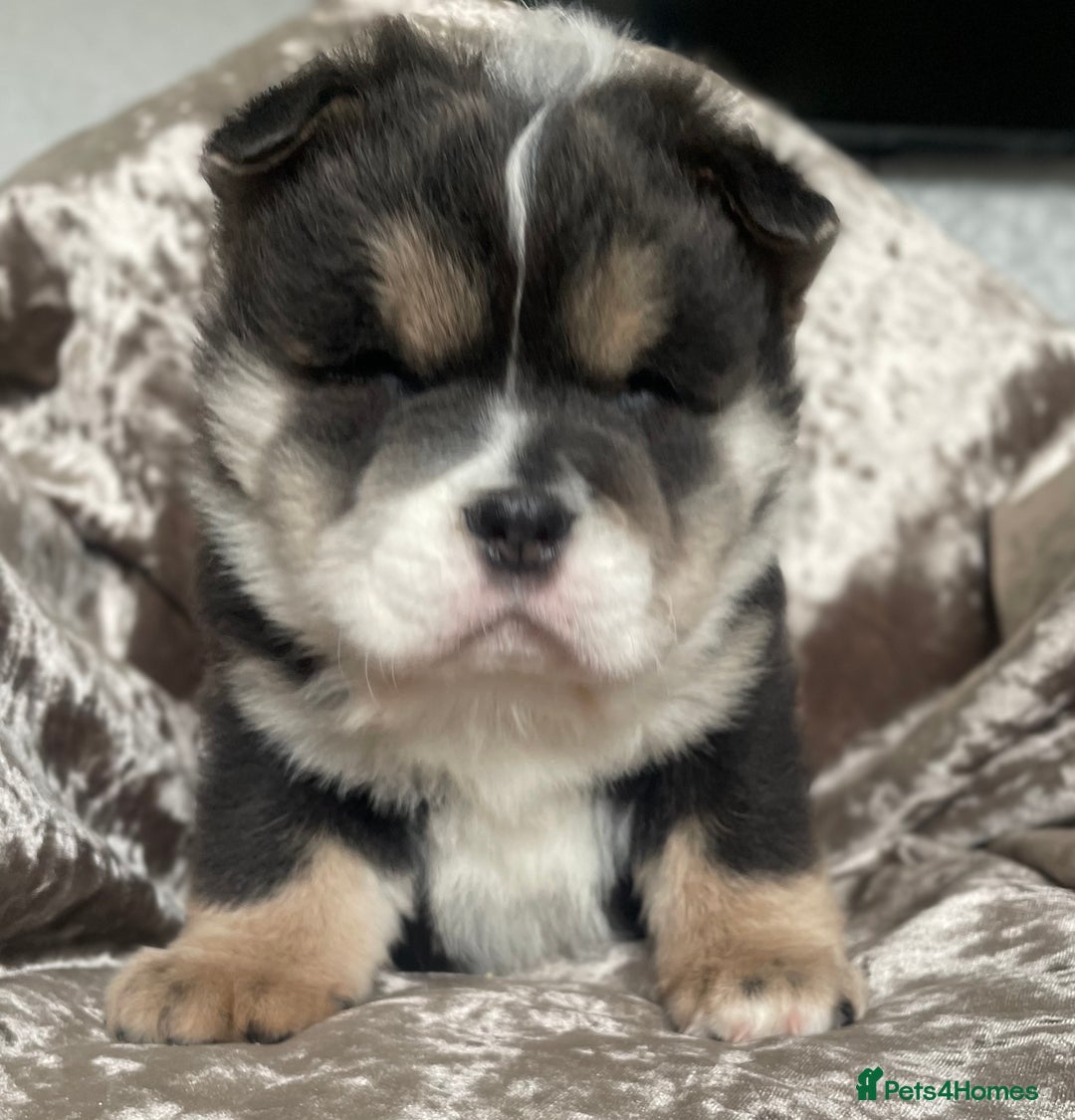 Chow Chow dogs for sale: 2 beautiful babies  - Image 10