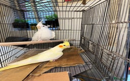 Cockatiels birds for sale: Breeding pair  - Image 8