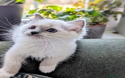 Ragdoll cats for sale: Last Gorgeous Ragdoll kitten - Image 18