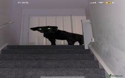 Cane Corso dogs for sale: Kaile - Image 2