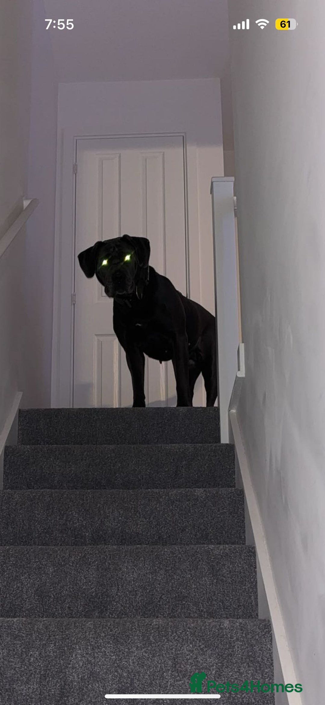Cane Corso dogs for sale: Kaile - Image 2