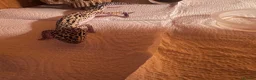 Leopard Gecko reptiles for sale: Leopard geckos I’ve had them for about a year  in Reading - Advert 4