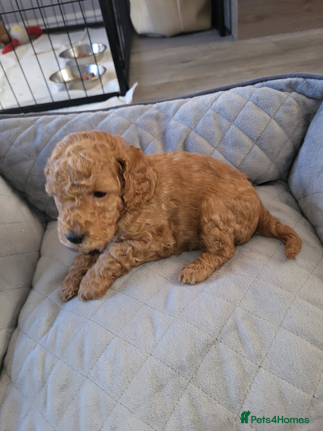 Cockapoo dogs for sale: 1 LEFT Toy f1b cokapoos🐶🐶 - Advert 4