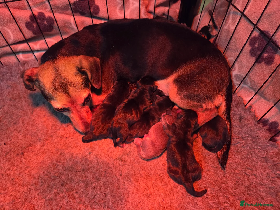 Jack Russell dogs for sale: Beautiful miniature jack Russell babies  - Advert 2