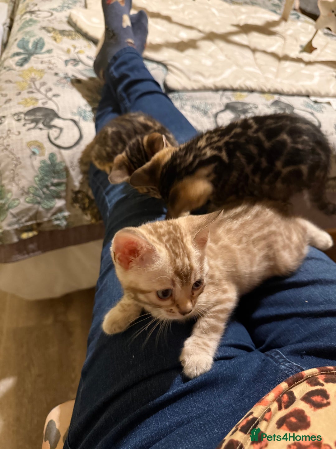 Bengal cats for sale: Pedigree TICA reg 🐾 Bengal Kittens 🐱  - Advert 6