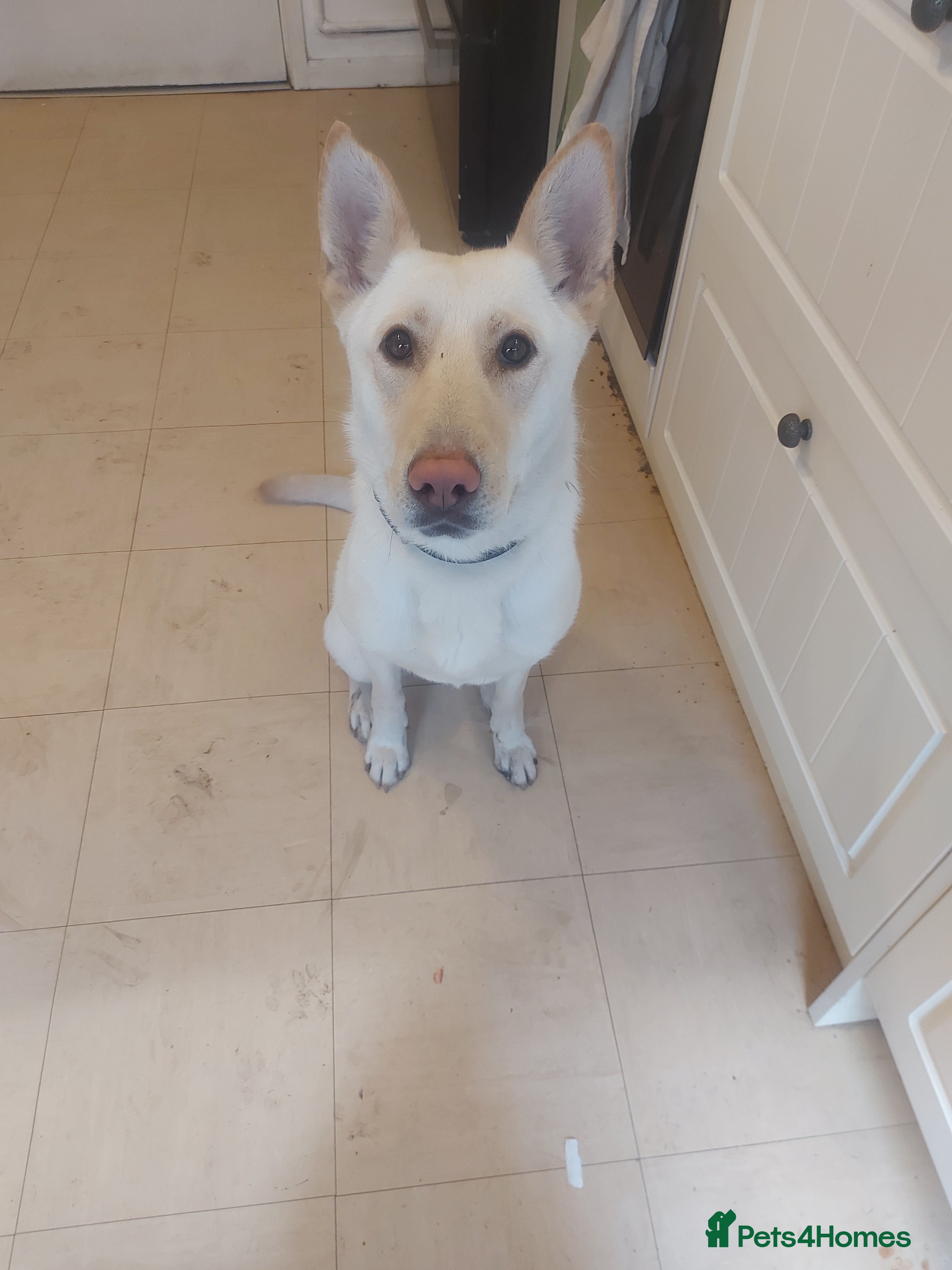 Mixed Breed dogs German shepard  - Advert 1