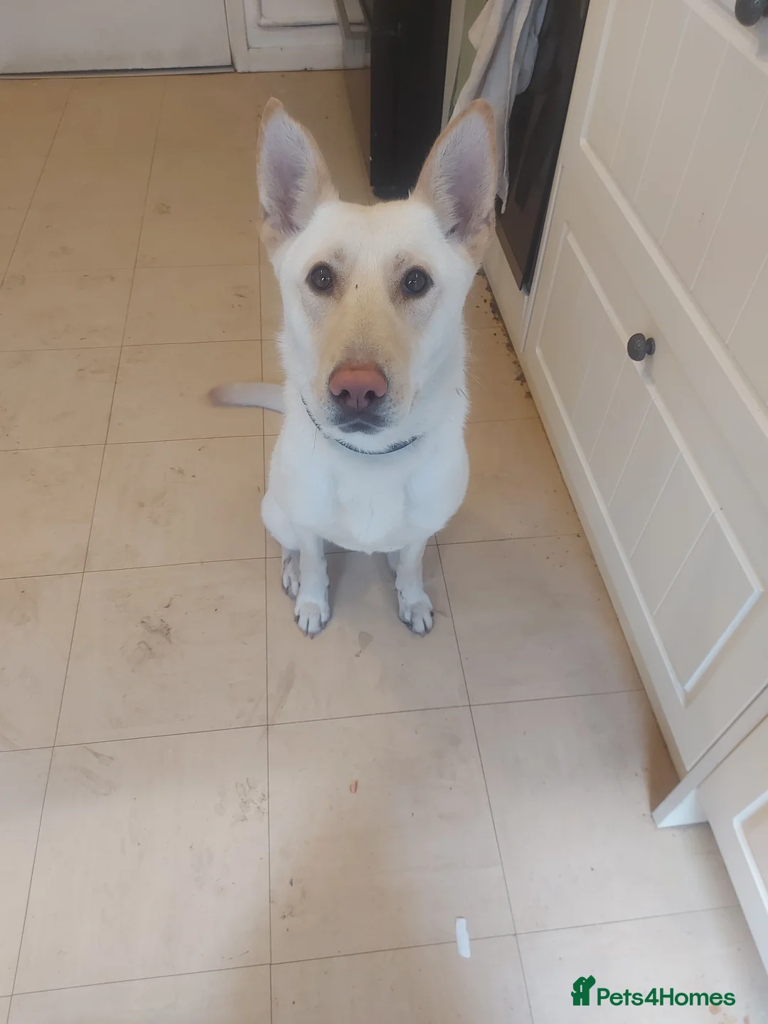 Mixed Breed dogs for sale: German shepard  - Advert 1