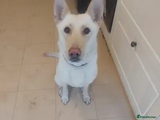 Mixed Breed dogs German shepard - Advert 1