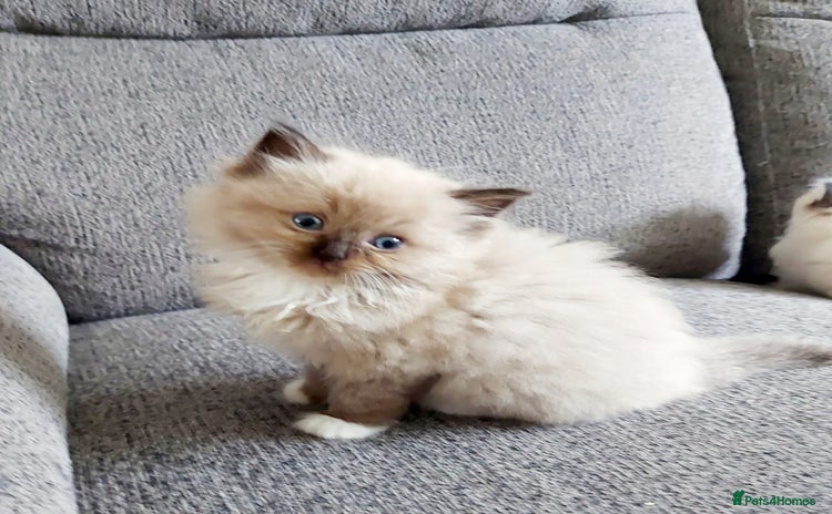 Ragdoll cats - Advert 7