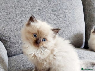 Ragdoll cats - Advert 16