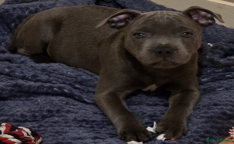 Staffordshire Bull Terrier dogs - Advert 2