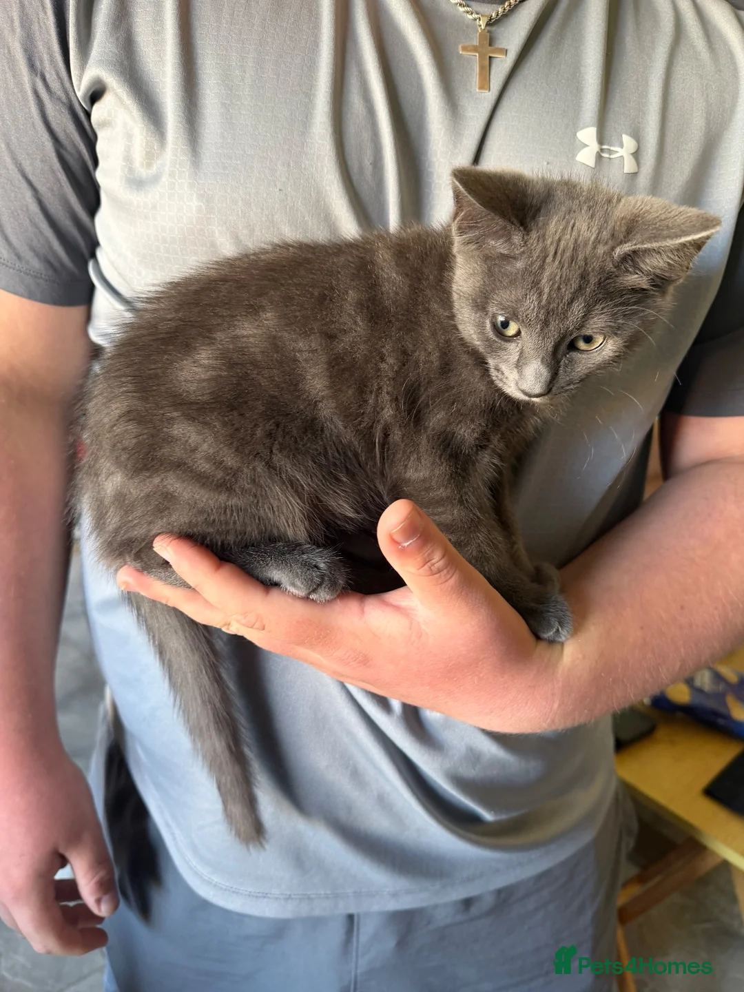 Mixed Breed cats for sale: 2 male kittens  in Southend-on-Sea - Advert 5