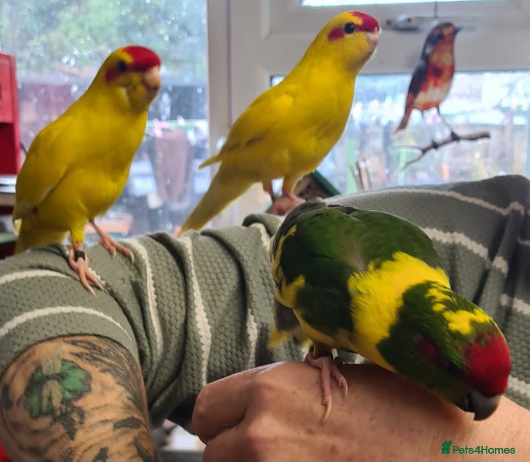 Parakeets birds for sale: Kakariki's x4 handreared kakariki's  - Image 18