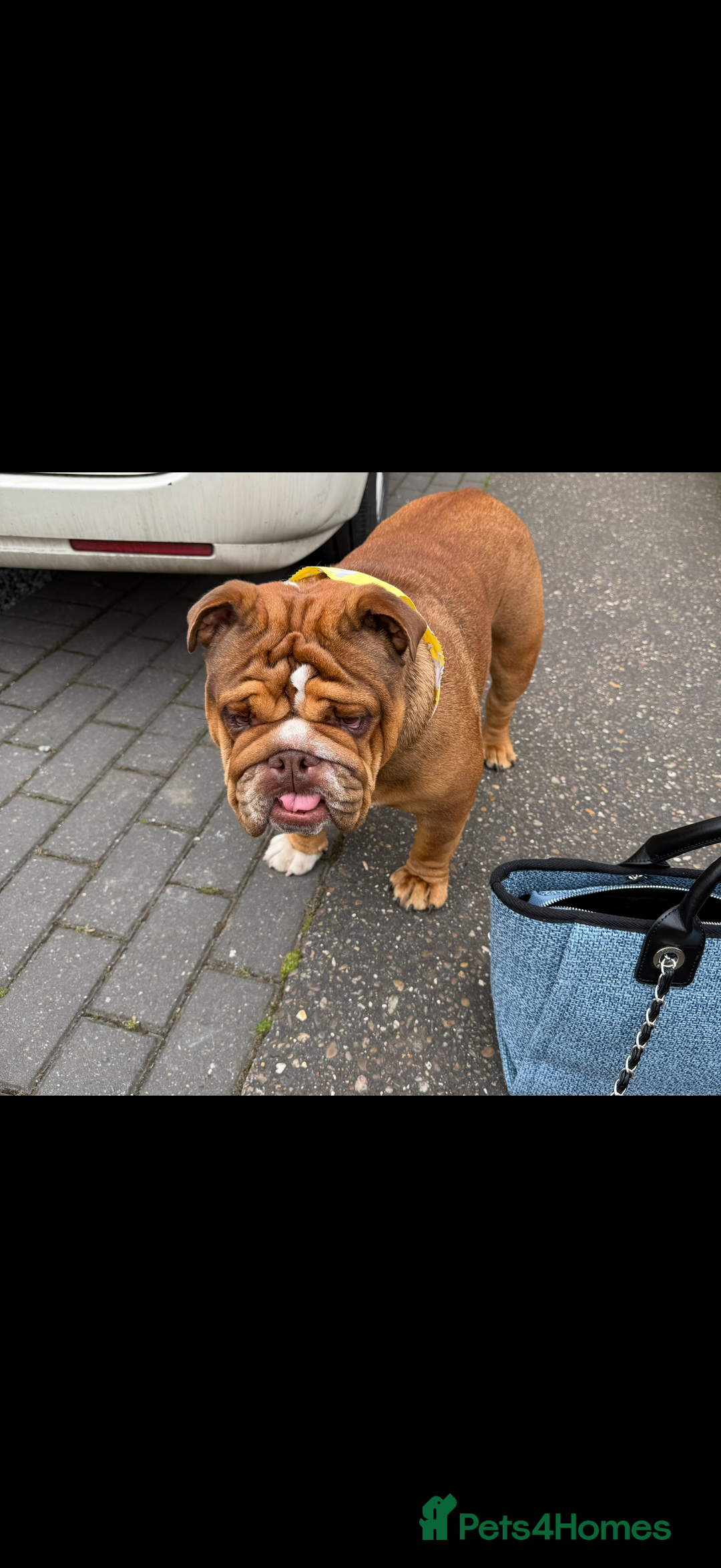 English Bulldog dogs for sale: 🌸❤️ TOP BLOOD LINE ENGLISH BULLDOGS RED AND WHITE - Advert 1