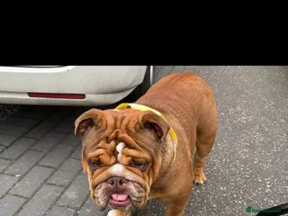 English Bulldog dogs 🌸❤️ TOP BLOOD LINE ENGLISH BULLDOGS RED AND WHITE - Advert 7