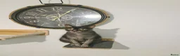 Lykoi cats for sale: TICA Black Roan Lykoi Pair. Full breeding rights - Advert 7