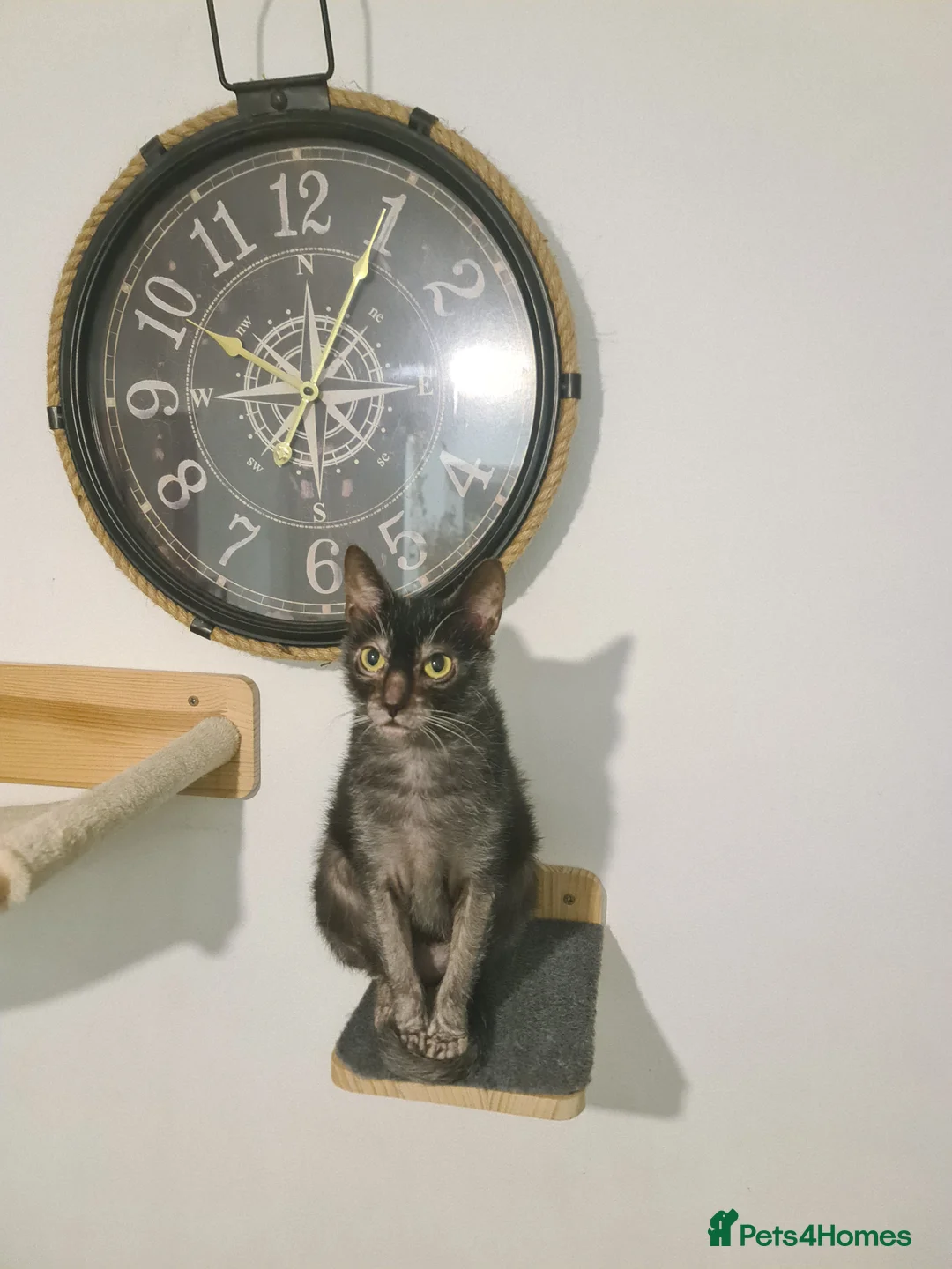 Lykoi cats for sale: TICA Black Roan Lykoi Pair. Full breeding rights - Advert 7