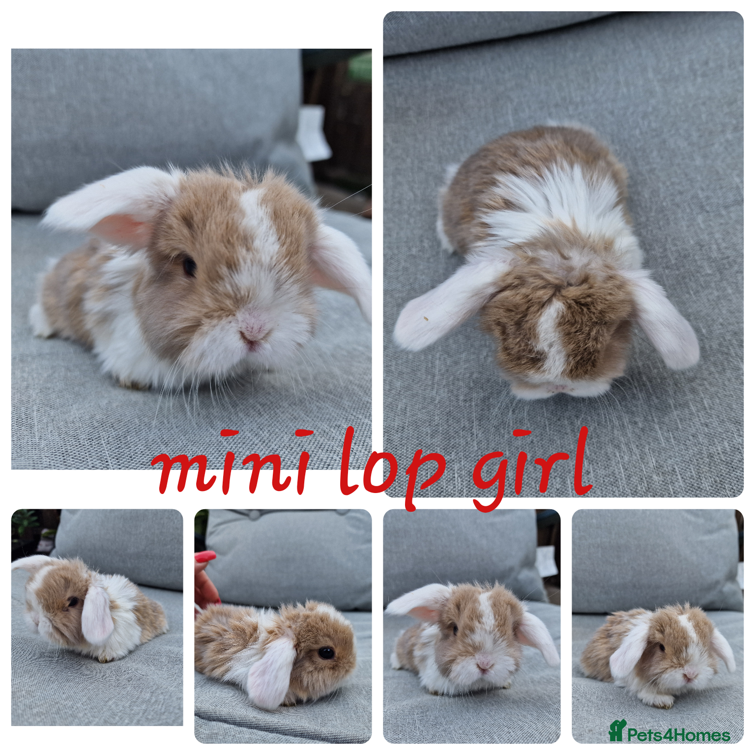 Mini Lop rabbits Mini lops, lionheads, netherland dwarf pure breeds - Advert 19