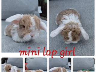 Mini Lop rabbits Mini lops, lionheads, netherland dwarf pure breeds - Advert 19