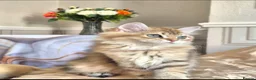 British Longhair cats for sale: British Longhair/Shorthair black golden shaded  - Advert 18