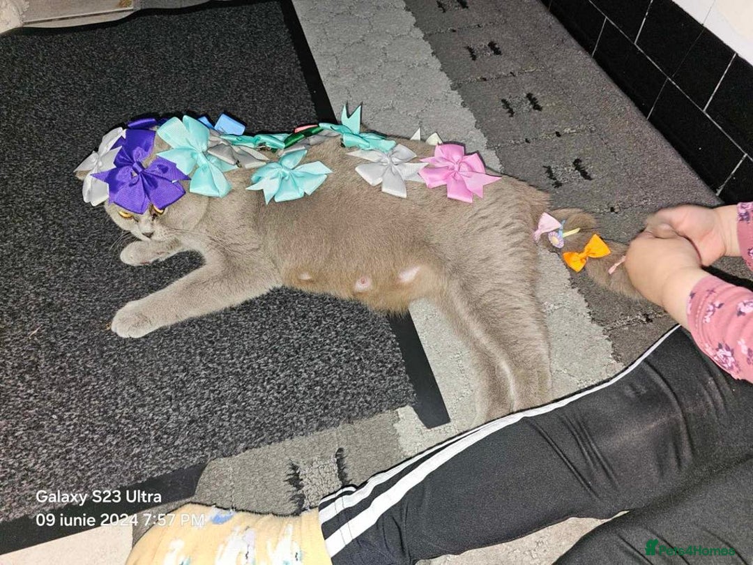British Shorthair cats for sale: Luuna - Image 4