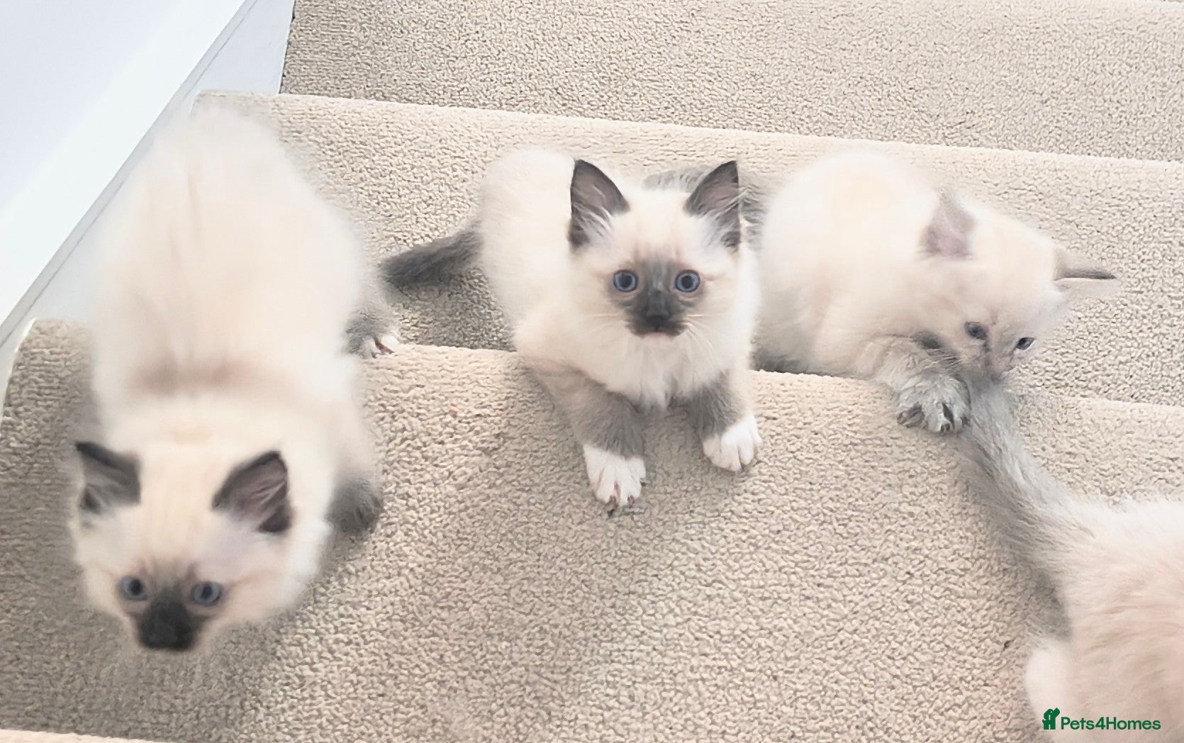 Ragdoll cats Pure bred Blue- Mitted Seal Point ragdoll kittens  - Advert 1