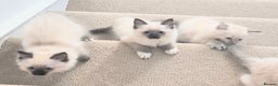 Ragdoll cats for sale: Pure bred Blue- Mitted Seal Point ragdoll kittens  - Advert 1