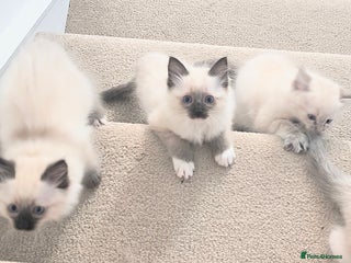 Ragdoll cats Pure bred Blue- Mitted Seal Point ragdoll kittens - Advert 1