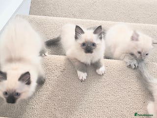 Ragdoll cats Pure bred Blue- Mitted Seal Point ragdoll kittens - Advert 11