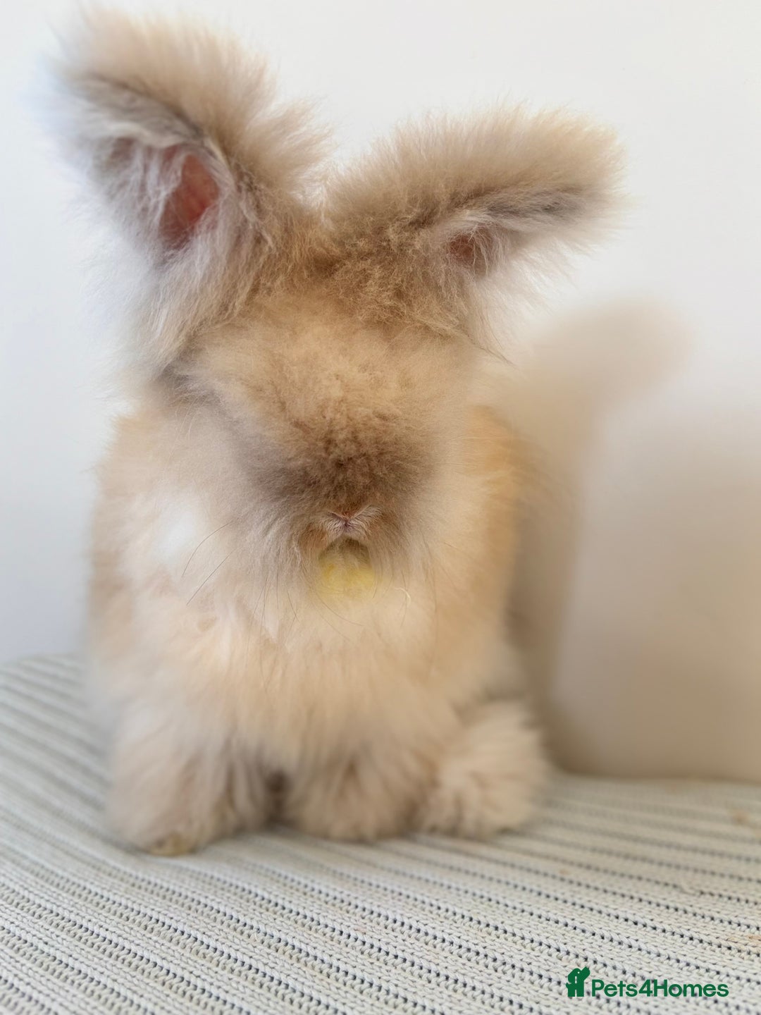 Angora rabbits for sale: Fully Vaccinated Pedigree English Angoras  - Image 26