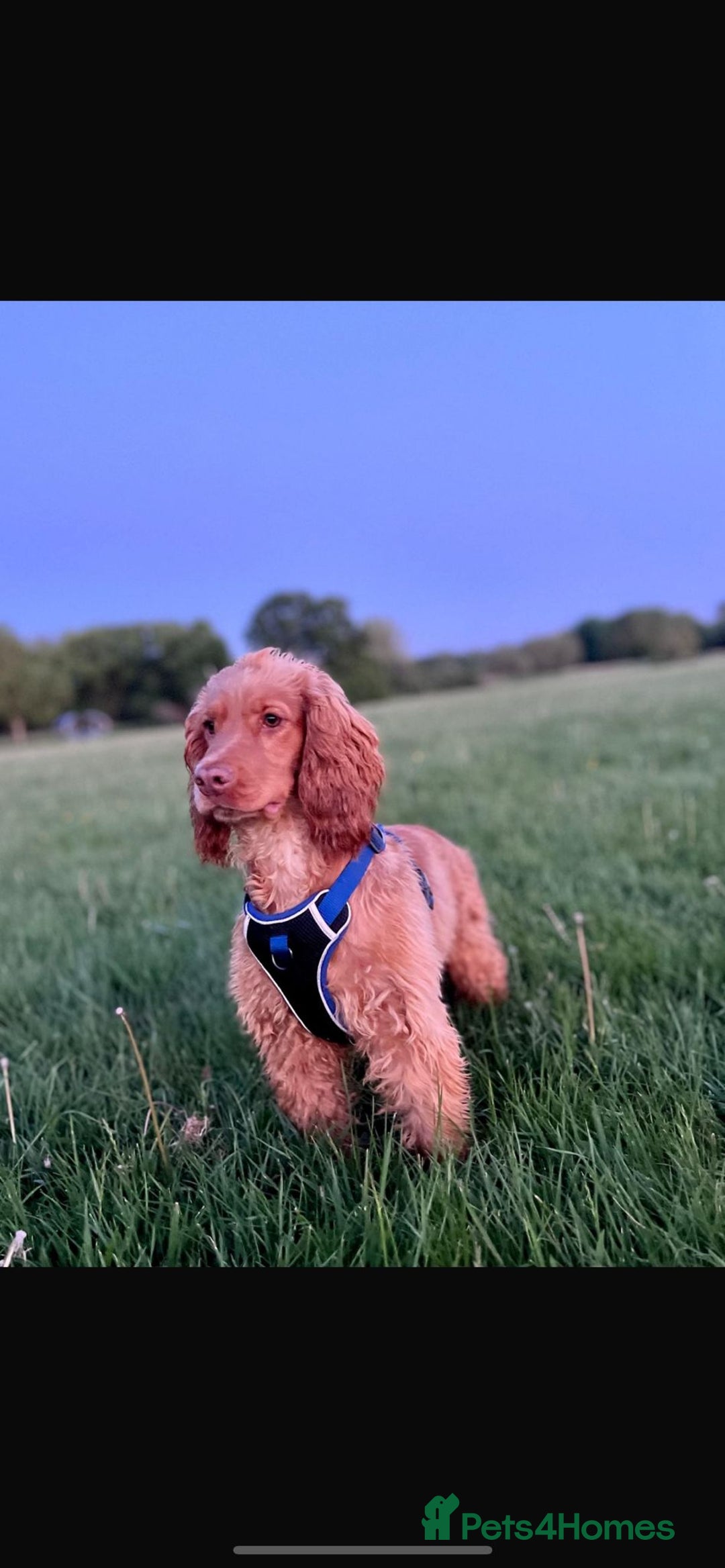 Cocker Spaniel dogs for stud: Health tested golden show cocker spaniel stud - Advert 5