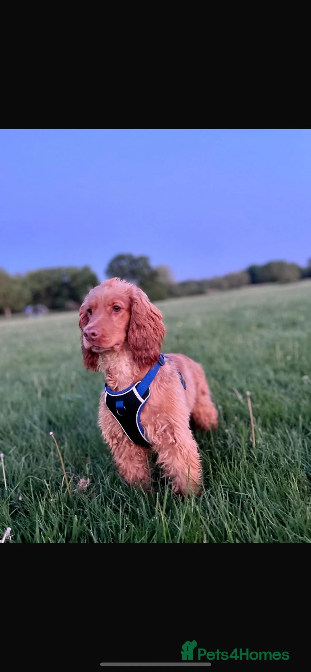 Cocker Spaniel dogs for stud: Health tested golden show cocker spaniel stud - Advert 5
