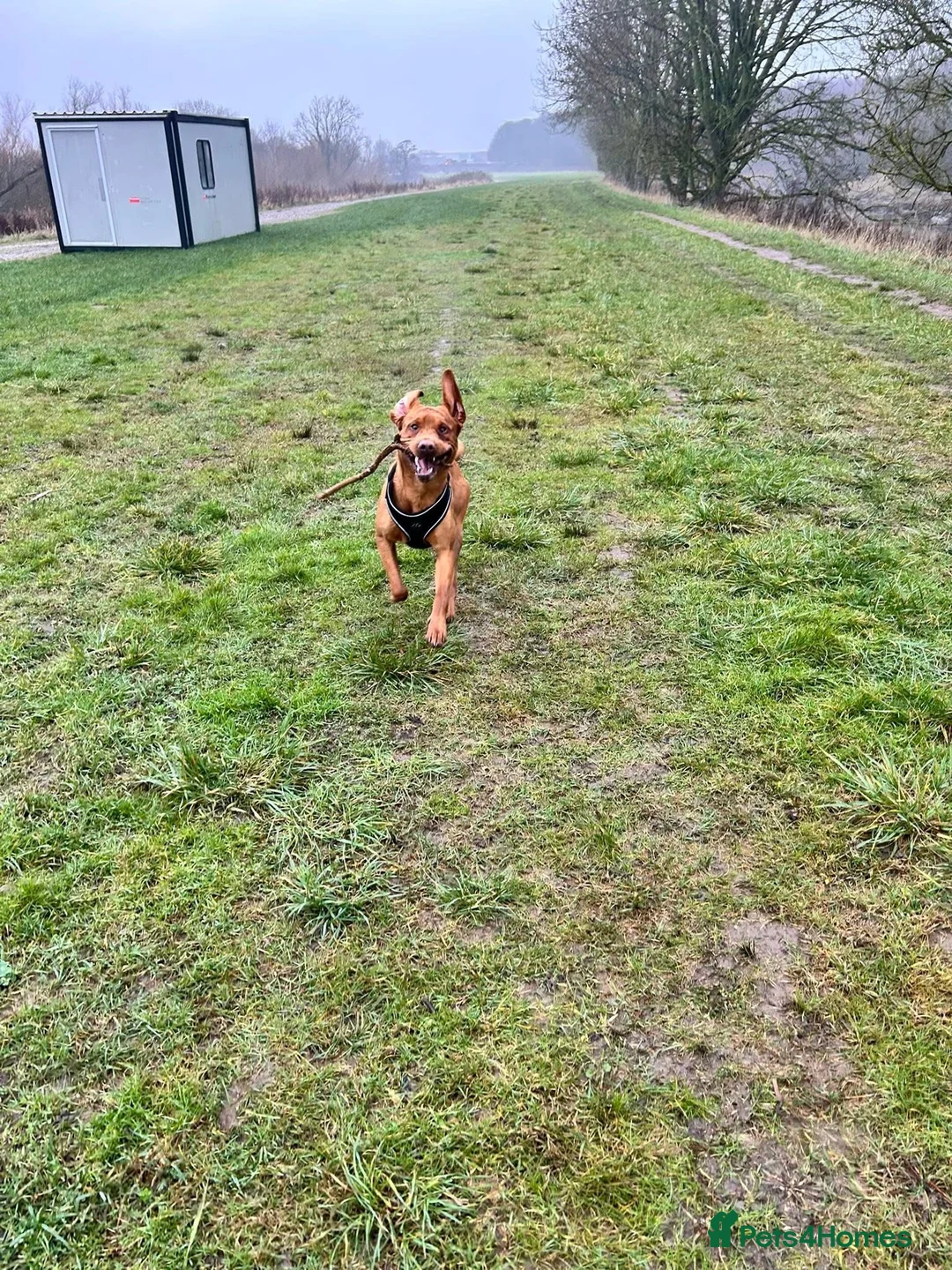 Labrador Retriever dogs for stud: Beautiful Red Fox Labrador for Stud KC Registered in Preston - Advert 3