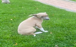 Mixed Breed dogs for sale: 2 beautiful Italian greyhounds  - Image 5