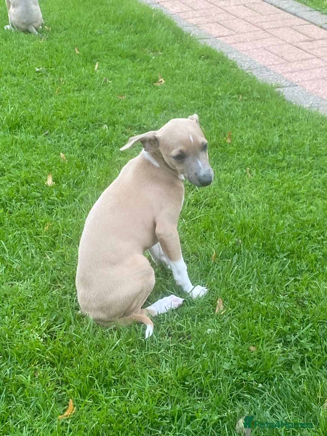 Mixed Breed dogs for sale: 2 beautiful Italian greyhounds  - Image 5