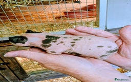 Guinea Pig rodents for sale: Skinny Pig Males - Image 1