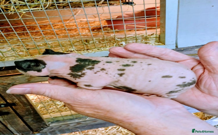 Guinea Pig rodents - Advert 14