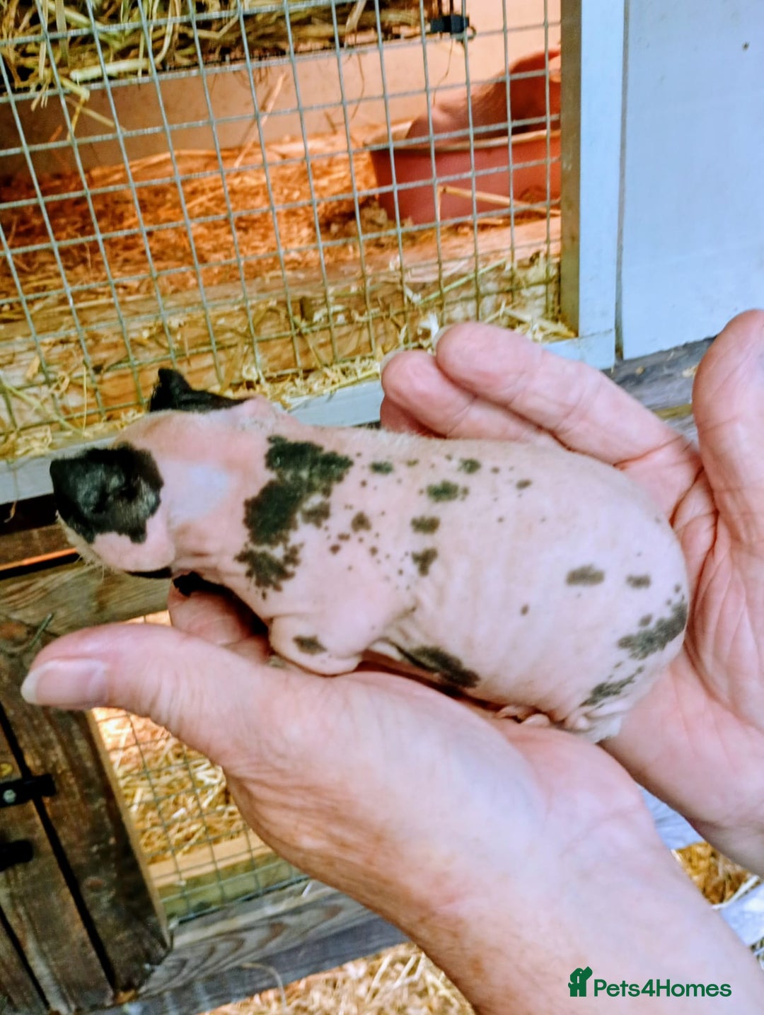 Guinea Pig rodents for sale: Skinny Pig Males - Image 1