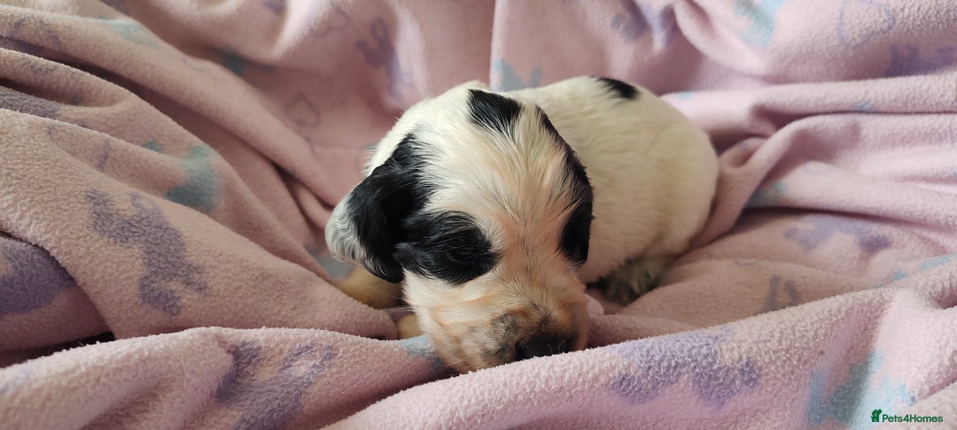 Sprocker dogs for sale: STRIKING BLUE ROAN SPROCKER PUPPIES  - Image 13
