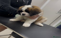 Saint Bernard dogs for sale: Saint Bernard puppies. Ready to leave  - Image 7