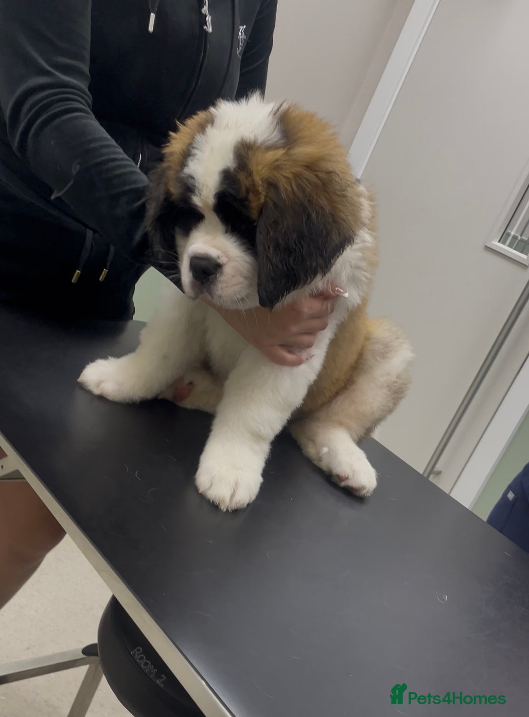 Saint Bernard dogs for sale: Saint Bernard puppies. Ready to leave  - Image 7