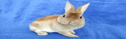 Rex rabbits for sale: Baby mini rex for sale  - Advert 2