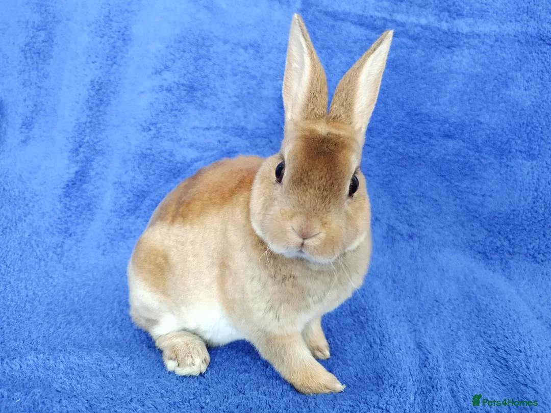 Rex rabbits for sale: Baby mini rex for sale  - Advert 2