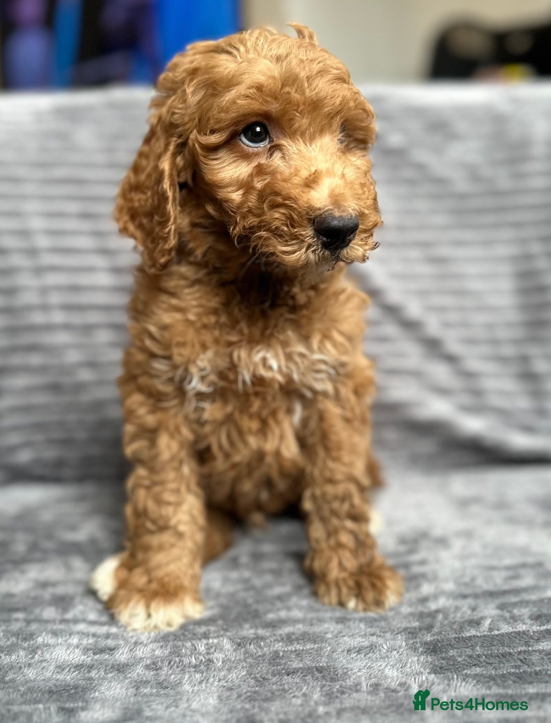 Goldendoodle dogs for sale: STUNNING GOLDEN DOODLES READY NOW - Image 8