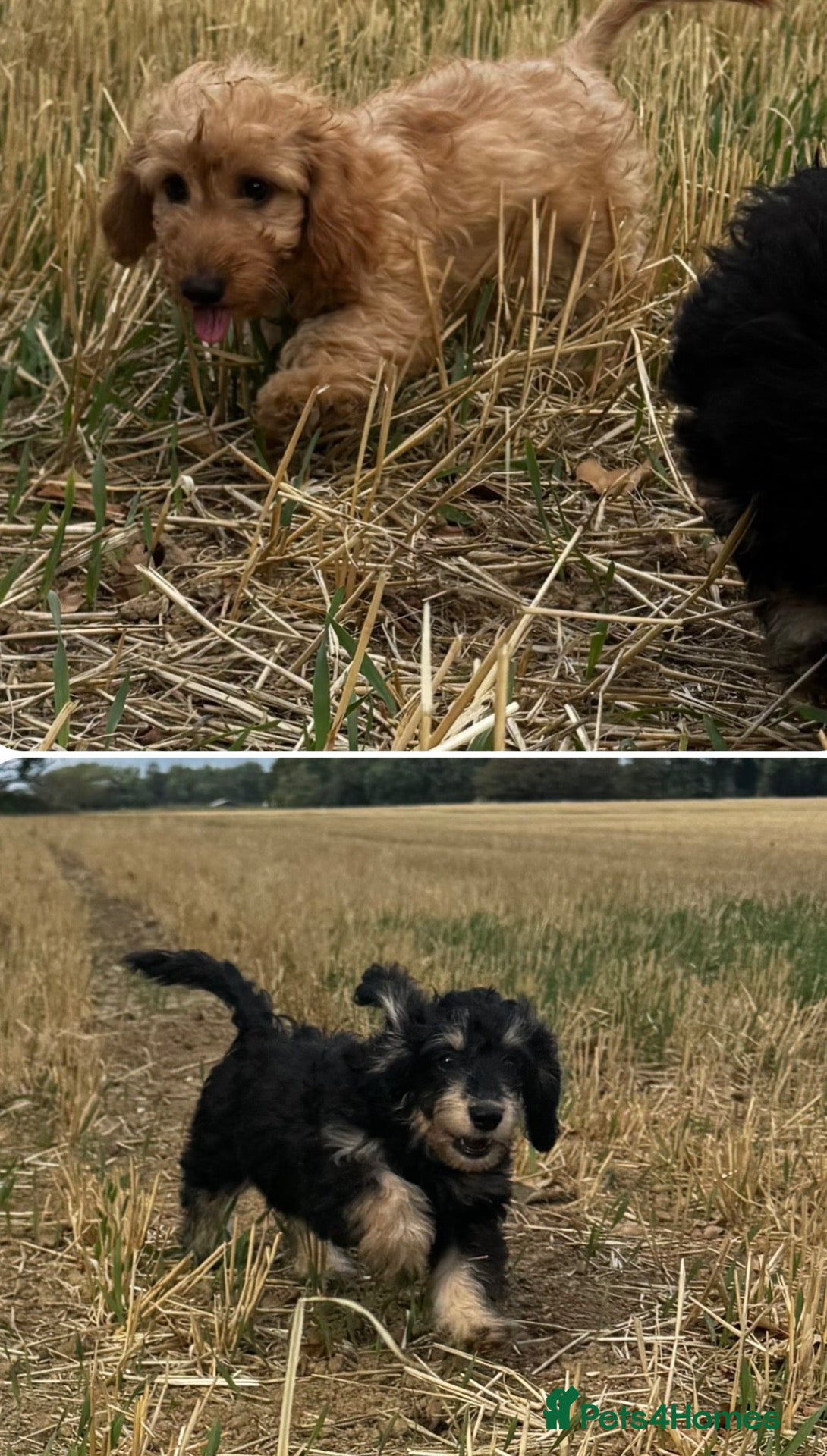 Doxiepoo dogs Doxiepoos Miniature dachshund x toy poodle  - Advert 2